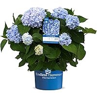 Endless Summer 'The Original' Hortensie , der Klassiker im intensiven blau , winterhart , mehrjährig , Pflanze für…