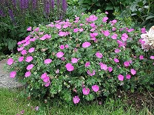 3 x Geranium sanguineum 'Max Frei' (Storchschnabel) sehr Bienenfreundlich