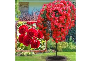 EUROPA GREEN Rosier sur tige -120cm - Ideal pour balbon, terrasse, jardin, en pot (scarlet)