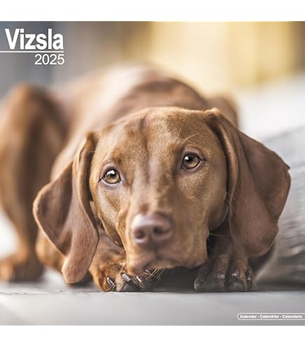 Welsh Terrier Calendar 2024 | Square Dog Breed Wall Calendar