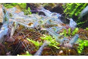 Blue Pearl Garnelen 10 Stück Shrimpfarm-Frankfurt