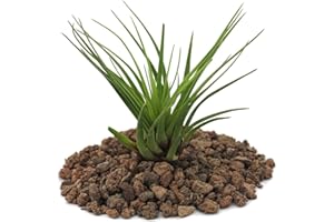 Exotenherz - Tillandsia melanocrater tricolor - grün - lose Pflanze - klein