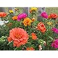 The Gifti ® Experience the Beauty of Double Mixed colour Portulaca Flower or 9' O clock/Table Rose With roots 5 Live Plants in Nursary grow bags