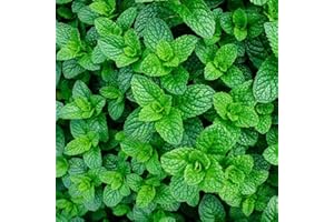 Applemint Seeds - 400 Fresh Apple Mint Herb Seeds – Plant and Grow Your Own Herbs in Greenhouse, Garden, Polytunnel, Growbags, Pots or Containers by Meldon Seeds UK