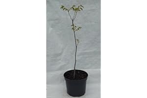 PLUGSNPLANTS English Walnut, Juglans regia in a 22cm - 5 Litre Rigid Pot