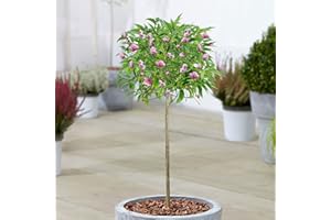 GARDENERSDREAM Prunus Kiku-shidare-zakura | Weeping Cherry Potted Patio Trees for Small Gardens (70-80cm (Incl. Pot))