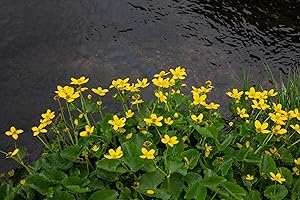 Lincolnshire Pond Plants Ltd - Marginal Aquatic Pond Plant - (Caltha Palustris) - 1Ltr Potted
