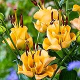 5x Lilium asiaticum Apricot Fudge | Lilienzwiebeln mit gefüllten Blüten | Gelbe Blüten | Ø 12-14cm