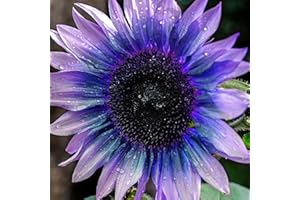 REMORUI 50 Piezas Semillas de Girasol para Sembrar, Semillas Girasol, Semillas Flores, Semillas de Flores, Semillas Flores Exterior, Semillas Plantas Para Jardín, patio, granja (Morado)