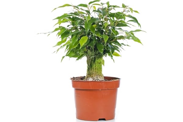 Ficus benjamina Vert Kinky Figuier Pleureur Plante de Maison d'intérieur en Pot 14 cm
