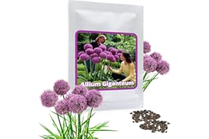 Magic of Nature Olbrzymi czosnek ozdobny – 30 nasion w opakowaniu – optymalny wzrost do 150 cm – mrozoodporna roślina ozdobna do Twojego ogrodu – fioletowy kolor kwiatów – Allium giganteum –