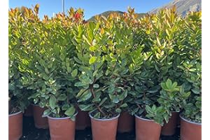 VIVAI DE LAURENTIIS Arbutus Unedo (Corbezzolo) VASO 19 CM