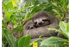 ‎EDITION SEIDEL Edition Seidel Premium Kalender Faultiere in der Natur 2026 Format DIN A3 Wandkalender Faultier Jungtier Tier Welt Regenwald