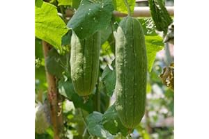 PREMIER SEEDS DIRECT - Gourd - LUFFA Sponge - 20 Seeds - Great Fun & Unusual