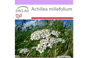 SAFLAX - Common Yarrow - 200 Seeds - Achillea millefolium