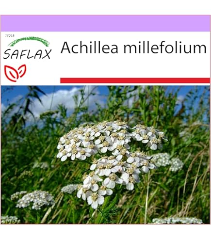 Semi Di Centaurea Minore - 250 Semi Di Centaurium Erythraea | Pianta Officinale Per Digestione E Benessere - Foto 10