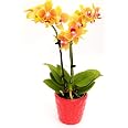 Orchidée rose Niagara Fall - Phalaenopsis en pot - Plante d'intérieur – La Green Touch