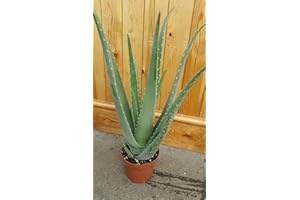 BRYNCIR GARDEN CENTRE Aloe Vera - Extra Large - 14cm Pot