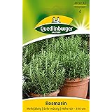 Rosmarin, Rosmarinus officinalis, ca. 50 Samen