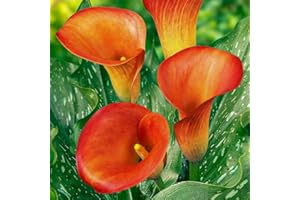 DUTCH BULBS EXCLUSIVE PLANTS FROM HOLLAND Bulbi di calle Orange Passion (arancio) Zantedeschia, 5 bulbi veri e grandi che portano più di 5 fiori, pianta ideale per il giardino, dall'Olanda (senza semi e non artificiali)