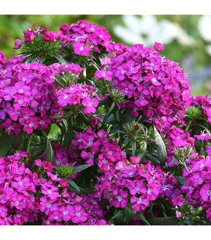 Hydrangea4937　1202 tl9424_1.jpg