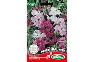 Germisem Graines Pois de senteur vivace varié PERENNIAL MIX