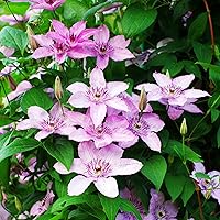 Clematis"Hagley" | Clematis Winterhart Mehrjährig | Rosa Blüte | Kletterpflanzen Winterhart | Höhe 60-70 cm | Topf-Ø 15…