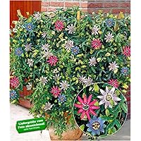 BALDUR Garten Passionsblumen-Trio Exotic Flowers Passiflora, 1 Pflanze mit 3 Farben Kübelpflanze Kletterpflanze