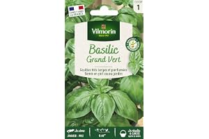 Basilic Grand Vert