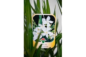 Vannucci Piante - Nerium oleander, Oleandro, Pianta vera in vaso (Bianco)