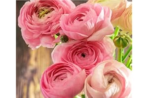 GENERIC 10 x Ranunculus Asiaticus Pink Summer Flowering Bulbs Persian Buttercup Aviv Cut Flowers Hardy Garden Perennial Corms Size 5/6