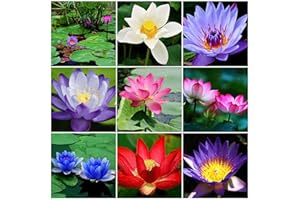 HIBORTH Graines de Fleur de Lotus en Bol – 50 Graines de Lotus Colorées pour Culture en Eau, Jardin, Bassin et Décoration d’Intérieur (10Multicolore)