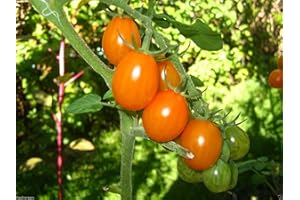 SVI 50 Semillas de Super Naranja dulce de uva tomate! Orgánica, minúsculo pequeño, tomates, cereza