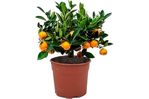 DESCONOCIDO CALAMONDIN ENANO | CITROFORTUNELLA MICROCARPA | CÍTRICO ENANO | 40cm de altura (Envíos solo a Península)