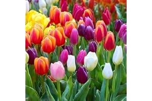 GENERICO Bulbi di TULIPANO | Bulbi provenienti dai migliori produttori Olandesi | Esclusiva selezione e controllo qualità | Fioritura garantita dal primo anno. (10 Tulipani TRIONFO MIX)