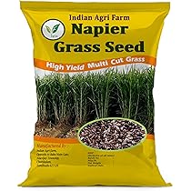 GRASS.S Super Napier Grass Seed High Yield Multi Cut Grass for