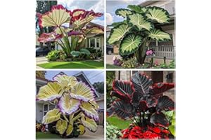 BNSOIDE Elefante Orejas, grandes y sanos, Aptos para plantar, Tenacidad | Espectaculares, Crea una exhibición impactante-C-3 rizomas