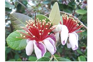 TREE ONLINE NURSERY Pineapple Guava ACCA sellowiana Fruit Shrub - Evergreen Edible - 6-8cm Tall Seedling in a 7cm Pot