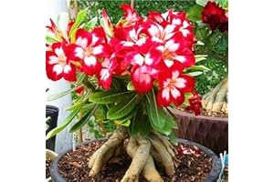 FKGNQS WüStenrosenknolle-Winterhart MehrjäHrig,Wüstenrose Rhizome,WüStenrose Kaufen,Adenium Obesum Pflanze,WüStenrose Pflanze,Wüstenrose Pflanze Im Topf,Bonsai-Pflanzen-5knolle-b