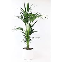 Howea forsteriana | Kentia Palme | Luftreinigende Zimmerpflanzen | Zimmerpalme groß mit Topf | Höhe 90-100 cm | Ø 21 cm…