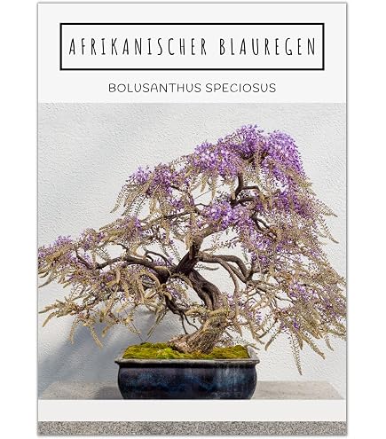 SAFLAX - Geschenk Set - Bonsai - Mittelmeer-Pinie - 6 Samen - Mit Geschenk-  / Versandbox, Versandaufkleber, Geschenkkarte und Anzuchtsubstrat - Pinus  pinea : Amazon.de: Garten