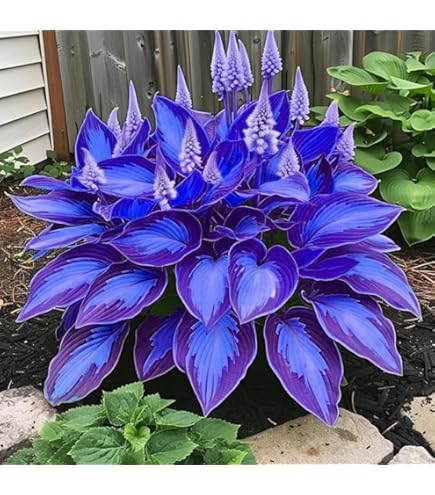 Hosta Pflanzen 4 Zwiebeln - Winterharte Schattenpflanzen Für Garten & Balkon