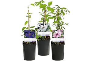 GREEN BOUTIQ GreenboutiQ - Plante grimpante - Clematis Tricolour - Fleurs Rose Blanc Violet - Peu d'entretien - 3 plantes - Pot 11cm Hauteur 40cm