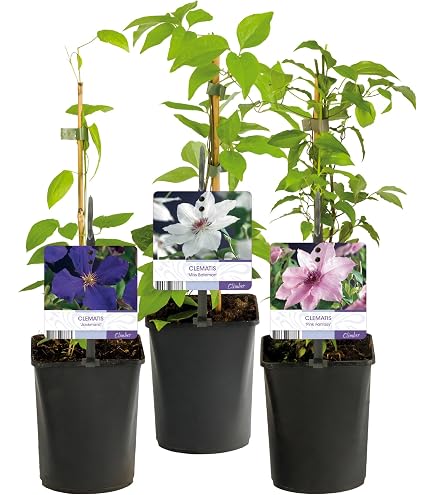 Clématites à Planter - Collection Tricolor - 3 Plants Vivaces Rustiques - Pour Jardin Ou Pot