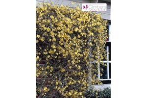 BLUMEN-SENF Winterjasmin Pflanze 60-70 cm (Jasminum nudiflorum) – Winterharte Gartenpflanze, Gelbe Blüten, Ideal für Rankgitter, Balkon & Terrasse