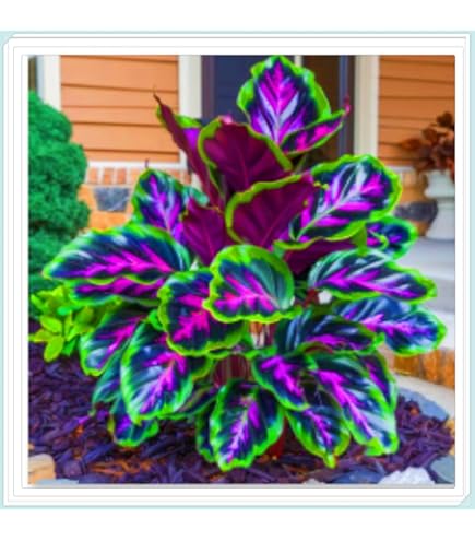 Funkienzwiebeln Winterhart - 15 Stück Hosta Pflanzen Für Schattige Gärten, Pflegeleicht & Mehrjährig