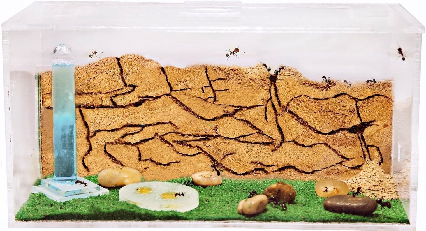 AntHouse.es - Hormiguero Natural de Arena | Kit Inicio Acrílico 20x10x10 cm | Granja de Hormigas | Colonia de Hormigas Incluida