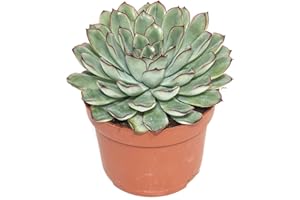 exotenherz - Echeveria pulidonis - grande plante en pot de 12 cm