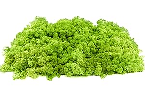 INMO Moos - Islandmoos echtes Natur Moos konserviert 1 KG Hellgrün. Dekomoos zum Basteln, Moosbild, Wand-Bilder, Wanddeko, Modellbau weitere Farben und Mengen zur Auswahl 40g - 500g 1 KG - 4 KG