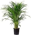 Goldfruchtpalme - Areca Dypsis Lutescens - Höhe 130-150 cm
